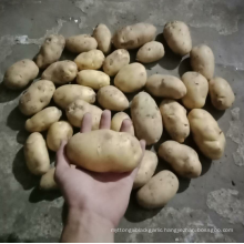 China spring potato bulk sale, fresh Holland potato export 2021